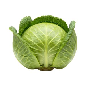 Chinese Cabbage